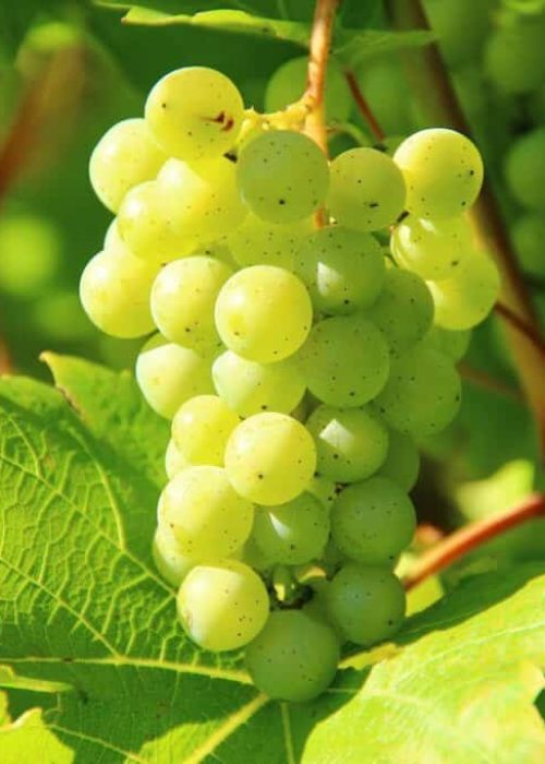 grapes-green-vines-276070-1024x682